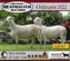 1X OOI/EWE KERN MEATMASTERS Pregnant