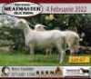 1X OOI/EWE KERN MEATMASTERS Pregnant - 2