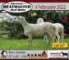 1X OOI/EWE KERN MEATMASTERS Pregnant - 3