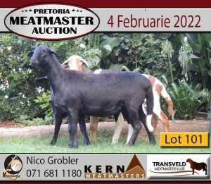 3X OOI/EWE KERN MEATMASTERS (Buy per piece to take the lot)