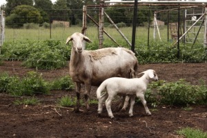 3X OOI/EWE OLIVEBRANCH MEATMASTERS 1xPregnant(Buy per piece to take the lot)