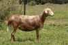3X OOI/EWE OLIVEBRANCH MEATMASTERS 1xPregnant(Buy per piece to take the lot) - 3