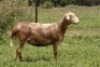 3X OOI/EWE OLIVEBRANCH MEATMASTERS 1xPregnant(Buy per piece to take the lot) - 3