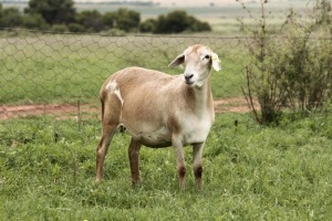 3X OOI/EWE OLIVEBRANCH MEATMASTERS Pregnant (Buy per piece to take the lot)
