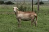 3X OOI/EWE OLIVEBRANCH MEATMASTERS Pregnant (Buy per piece to take the lot) - 3