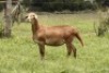 2X OOI/EWE OLIVEBRANCH MEATMASTERS Pregnant (Buy per piece to take the lot) - 2