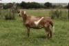 2X OOI/EWE OLIVEBRANCH MEATMASTERS Pregnant (Buy per piece to take the lot) - 4