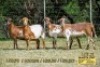 3X OOI/EWE SILVRETTA MEATMASTERS 2xPregnant (Buy per piece to take the lot)