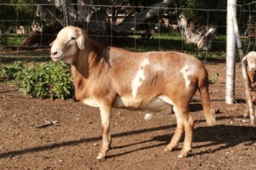 ONTTREK - 1X RAM OLIVEBRANCH MEATMASTERS