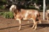 ONTTREK - 1X RAM OLIVEBRANCH MEATMASTERS