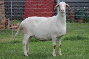 1X OOI/EWE RED RIBBON MEATMASTERS Pregnant