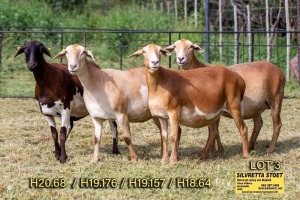 4X OOI/EWE SILVRETTA MEATMASTERS 3 x Pregnant (Buy per piece to take the lot)