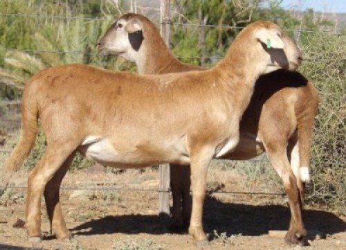 2X OOI/EWE WILGERBOOM MEATMASTERS 1x Pregnant(Buy per piece to take the lot)