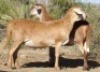 2X OOI/EWE WILGERBOOM MEATMASTERS 1x Pregnant(Buy per piece to take the lot)