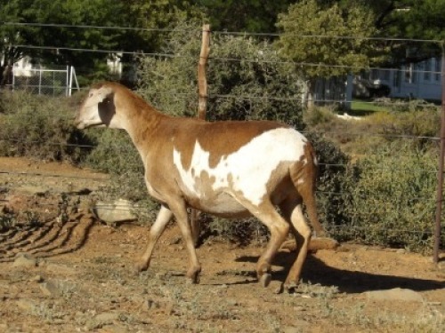 1X OOI/EWE WILGERBOOM MEATMASTERS Pregnant