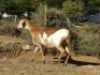 1X OOI/EWE WILGERBOOM MEATMASTERS Pregnant