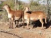 2X OOI/EWE WILGERBOOM MEATMASTERS 1x Pregnant(Buy per piece to take the lot)