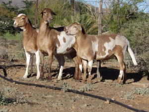 2X OOI/EWE WILGERBOOM MEATMASTERS (Buy per piece to take the lot)