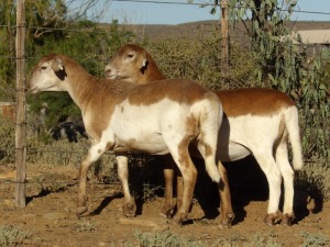 2X OOI/EWE WILGERBOOM MEATMASTERS (Buy per piece to take the lot)