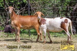 2X OOI/EWE SILVRETTA MEATMASTERS (Buy per piece to take the lot)