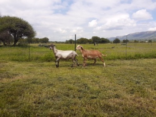 2X OOI/EWE SILWER SENS MEATMASTERS 1x Pregnant (Buy per piece to take the lot)