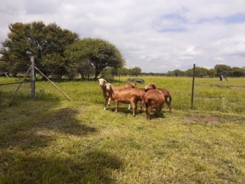 2X OOI/EWE SILWER SENS MEATMASTERS 1x Pregnant(Buy per piece to take the lot)