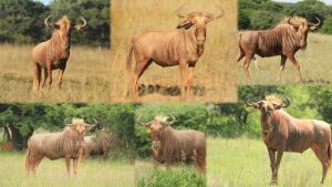 LOT 26 3x GOUE WILDEBEES BUL/GOLDEN WILDEBEEST BULL (PER STUK OM LOT TE NEEM/PER PIECE TO TAKE THE LOT)