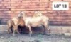 2X OOI/EWE HAKUNA MATATA MEATMASTERS 1x Pregnant (Buy per piece to take the lot) - 2