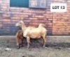 2X OOI/EWE HAKUNA MATATA MEATMASTERS 1x Pregnant (Buy per piece to take the lot) - 3
