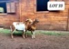 3X OOI/EWE HAKUNA MATATA MEATMASTERS 2x Pregnant(Buy per piece to take the lot) - 6