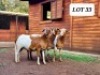 3X OOI/EWE HAKUNA MATATA MEATMASTERS 2x Pregnant(Buy per piece to take the lot) - 9