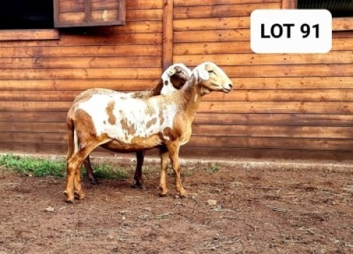 1X OOI/EWE HAKUNA MATATA MEATMASTERS Pregnant