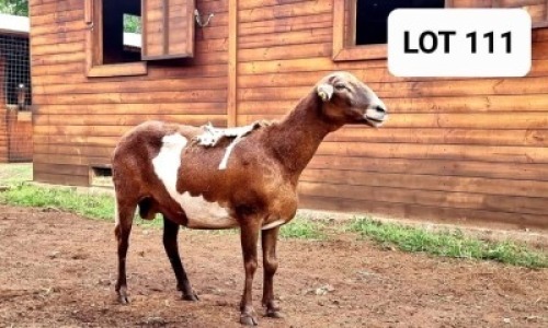 1X OOI/EWE HAKUNA MATATA MEATMASTERS Pregnant