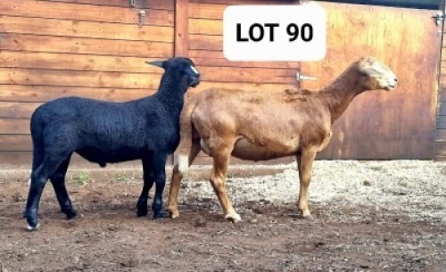 1X OOI/EWE HAKUNA MATATA MEATMASTERS
