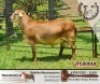 1X RAM BELOFTE MEATMASTERS - 2