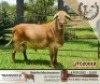 1X RAM BELOFTE MEATMASTERS - 3