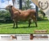 ONTTREK 1X RAM BELOFTE MEATMASTERS