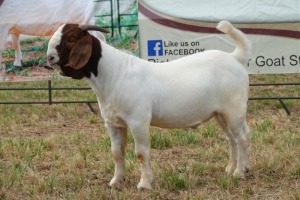 1X BOER GOAT BUCK FLOCK PIETER SMITH