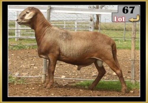 LOT 67 1X MEATMASTER RAM