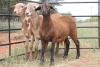 LOT 26 3X MEATMASTER OOI/EWE KLIPPUT MEATMASTERS(PER STUK OM LOT TE NEEM/PER PIECE TO TAKE THE LOT) - 4