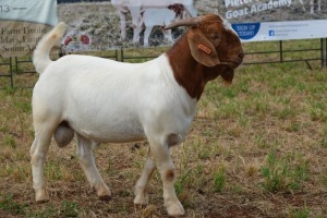 1X BOER GOAT BUCK PS PIETER SMITH