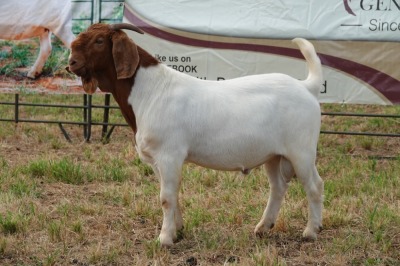 1X BOER GOAT BUCK FLOCK PIETER SMITH