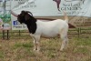 1X BOER GOAT BUCK FLOCK PIETER SMITH