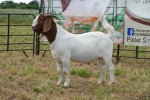 1X BOER GOAT BUCK FLOCK PIETER SMITH