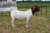 1X BOER GOAT BUCK PS PIETER SMITH