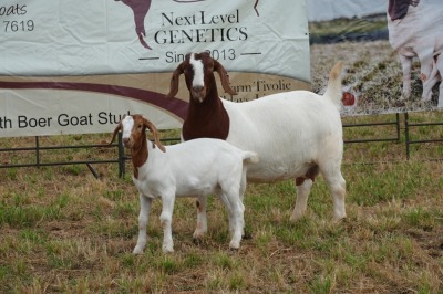 1+1X BOER GOAT DOE STUD PIETER SMITH