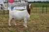 1X BOER GOAT DOE STUD PIETER SMITH