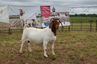 1X BOER GOAT DOE Pregnant - FLOCK PIETER SMITH