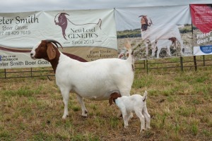 1+1X BOER GOAT DOE Pregnant - STUD PIETER SMITH