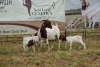 1+4X BOER GOAT DOE STUD PIETER SMITH